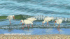 Supper in The Surf 35" x 62"